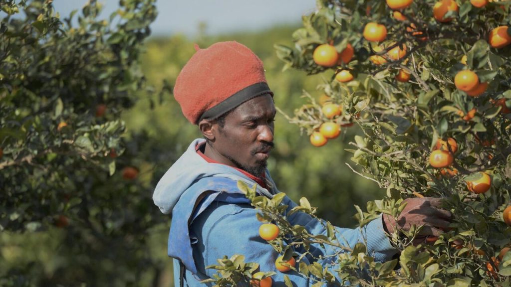 Accents d'Europe - En Espagne, la mise en concurrence des migrants saisonniers dans l'agriculture