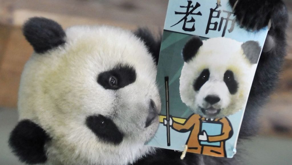 Le panda, un trésor national chinois : épisode 1/4 du podcast Animaux totems