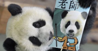 Le panda, un trésor national chinois : épisode 1/4 du podcast Animaux totems