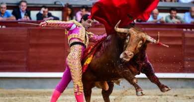 Toros. Naufrage de l’élevage Domingo Hernández à Las Ventas