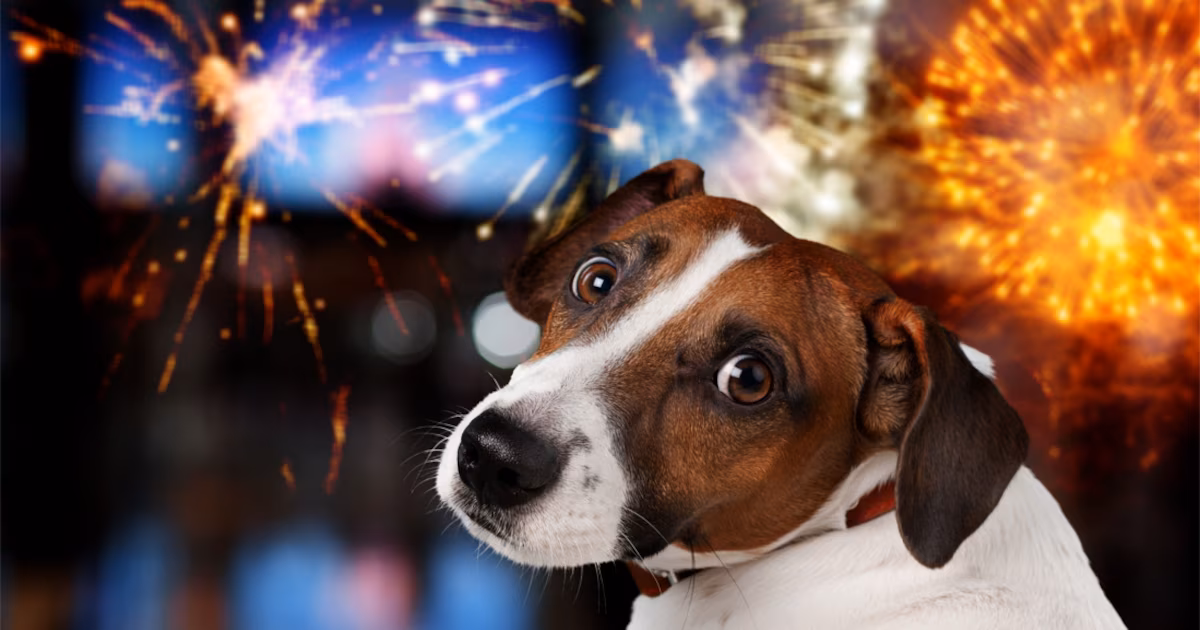 La plupart des communes interdisent les tirs de feux d'artifice aux fêtes de fin d'année, mais est-ce une mesure vraiment efficace ?