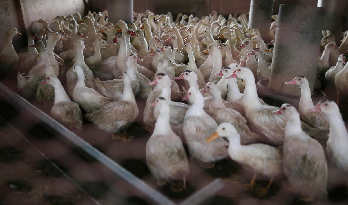 Le « vrai du faux » sur la grippe aviaire : quelques réponses sur un virus qui interroge encore