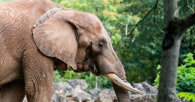 Moselle. Le zoo d'Amnéville annonce le décès de Niko, son éléphant d’Afrique