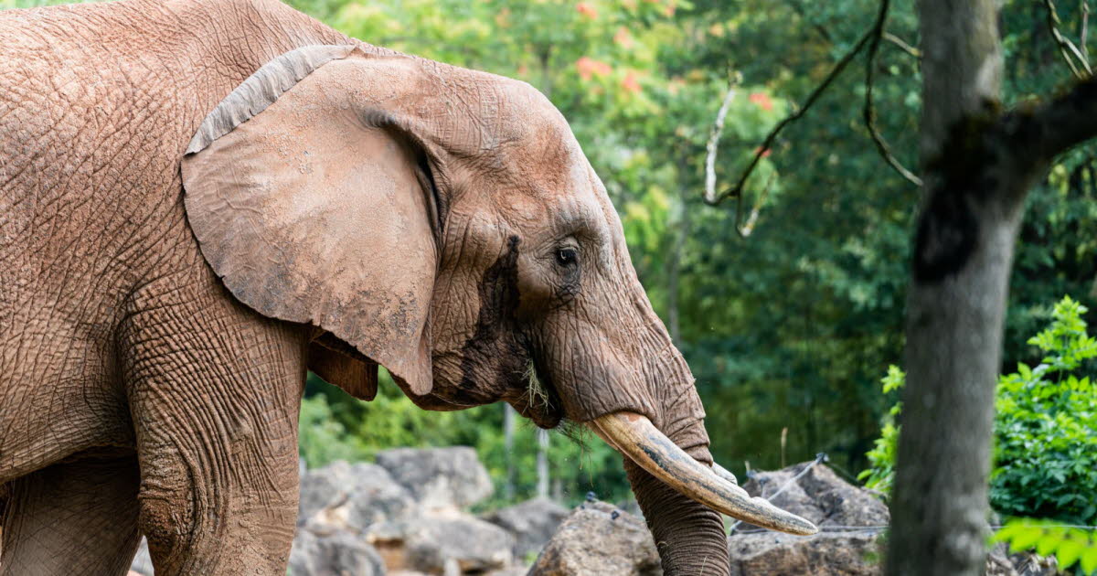 Moselle. Le zoo d'Amnéville annonce le décès de Niko, son éléphant d’Afrique